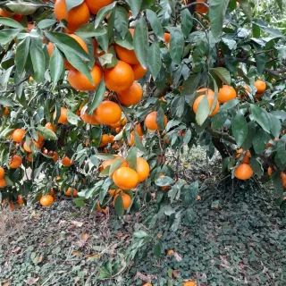 대정골귤꽃농원님의 작성글 사진