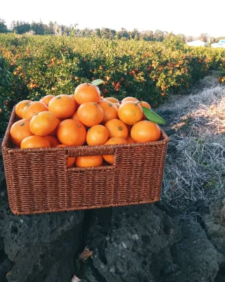 대정골귤꽃농원님의 작성글 사진