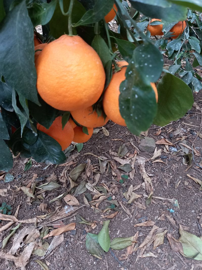 부금리(금강농원)님의 장터 판매 상품 [한라봉 선물용5키로] 첨부 사진