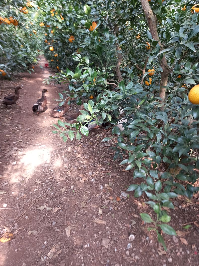 부금리(금강농원)님의 장터 판매 상품 [한라봉 선물용5키로] 첨부 사진