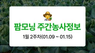 배추 농사도우미님의 배추 · 저장•가공 작성글 사진