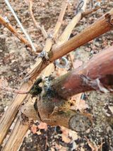 팜모닝 포도·병해충상담 게시글 이미지