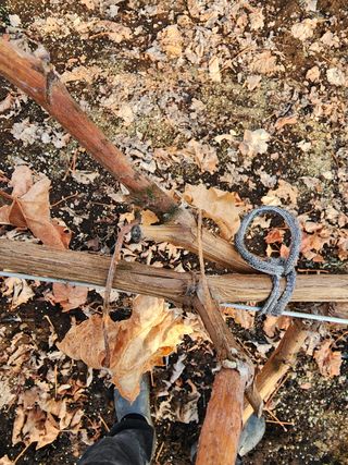 푸아그라님의 포도 · 병해충상담 작성글 사진