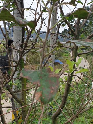 박기병님의 사과 · 병해충상담 작성글 사진