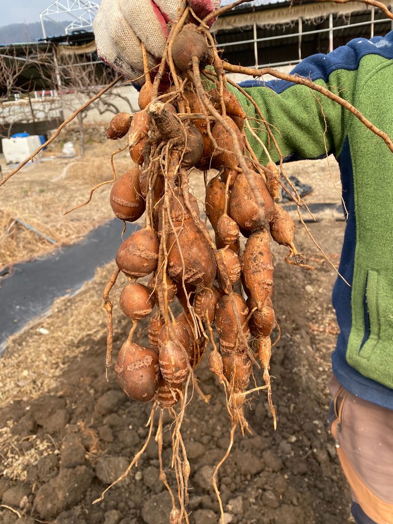 장터 상품 [인디언감자(아피오스)1kg] 썸네일