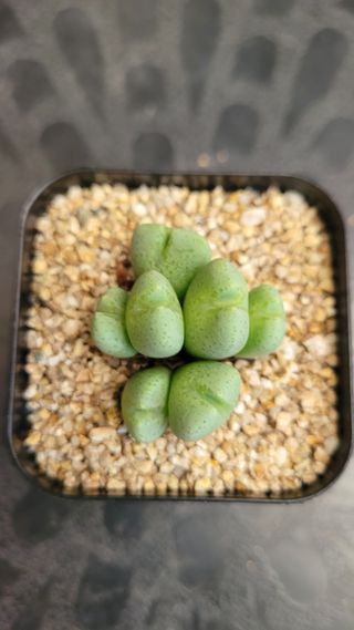 강화댁님의 기타작물 · 자유게시판 작성글 사진