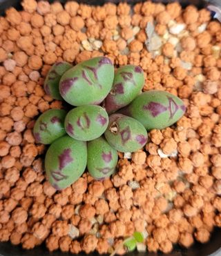 강화댁님의 기타작물 · 자유게시판 작성글 사진