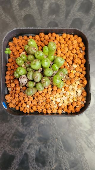 강화댁님의 기타작물 · 자유게시판 작성글 사진