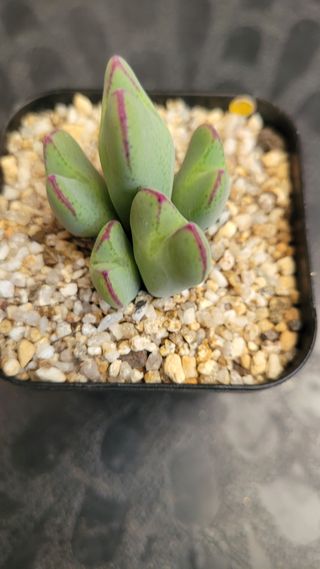 강화댁님의 기타작물 · 자유게시판 작성글 사진