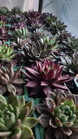 팜모닝 기타작물·자유게시판 게시글 이미지