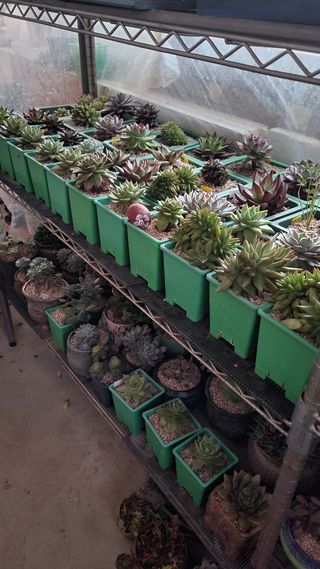 강화댁님의 기타작물 · 자유게시판 작성글 사진