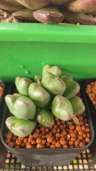 강화댁님의 기타작물 · 자유게시판 작성글 사진