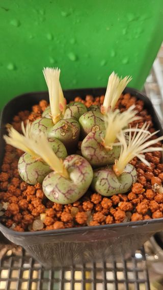 강화댁님의 기타작물 · 자유게시판 작성글 사진