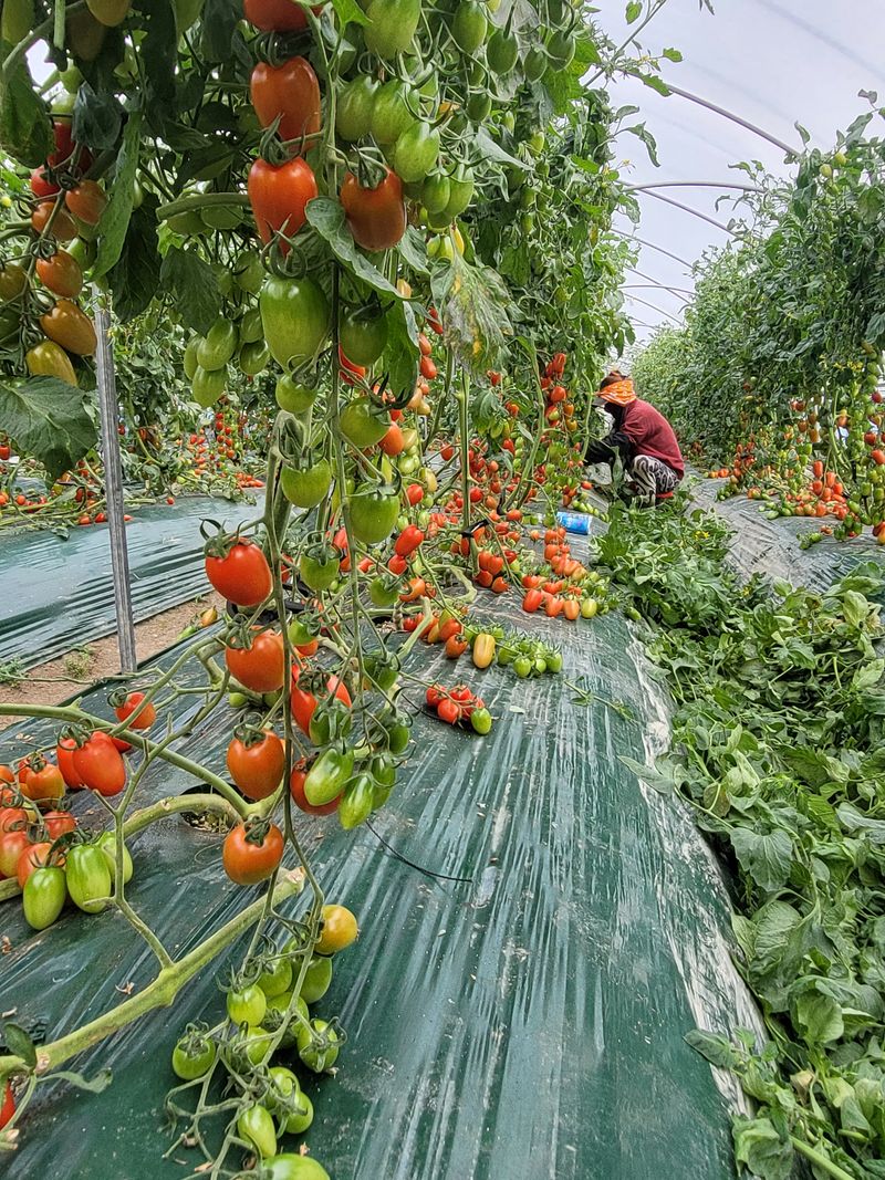 땅과 하늘사이님의 장터 판매 상품 [대추방울토마토즙] 첨부 사진