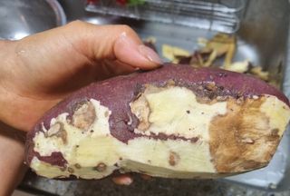 알 수 없음님의 고구마 · 자유게시판 작성글 사진