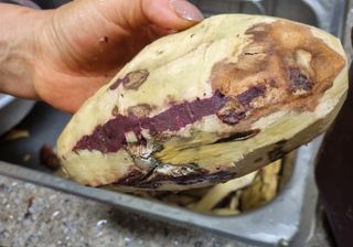 알 수 없음님의 고구마 · 자유게시판 작성글 사진