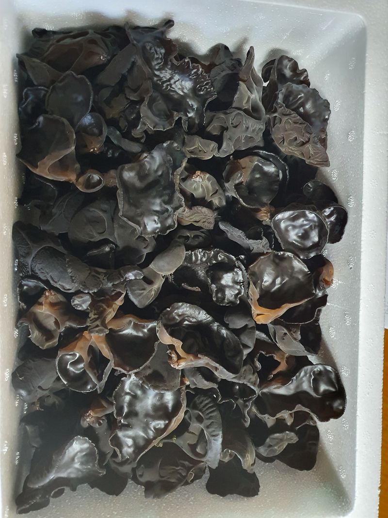 김미영 님의 장터 판매 상품 [생목이버섯 1kg ] 첨부 사진
