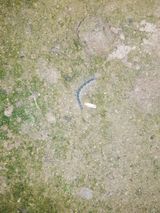 팜모닝 배추·병해충상담 게시글 이미지