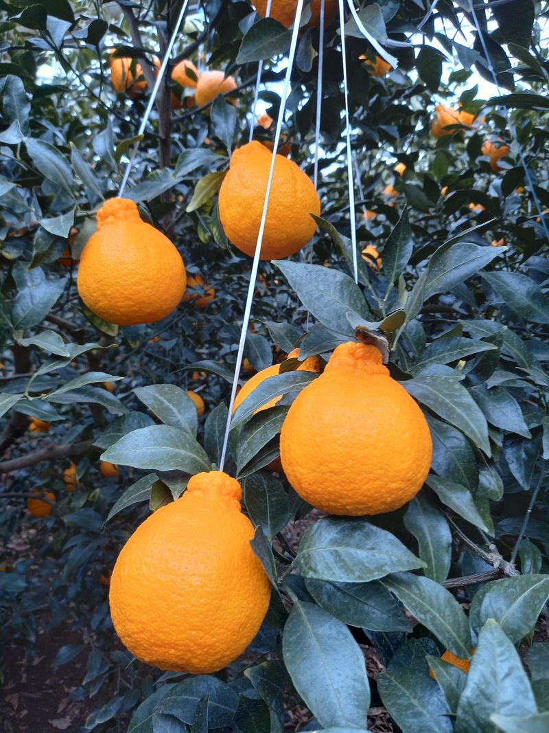 부금리(금강농원)님의 장터 판매 상품 [한라봉선물용  5키로 ] 첨부 사진