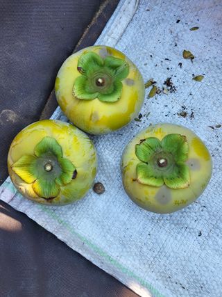 김병진님의 감 · 병해충상담 작성글 사진