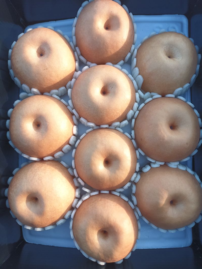 이일균님의 장터 판매 상품 [나주배(신고) 5kg] 첨부 사진