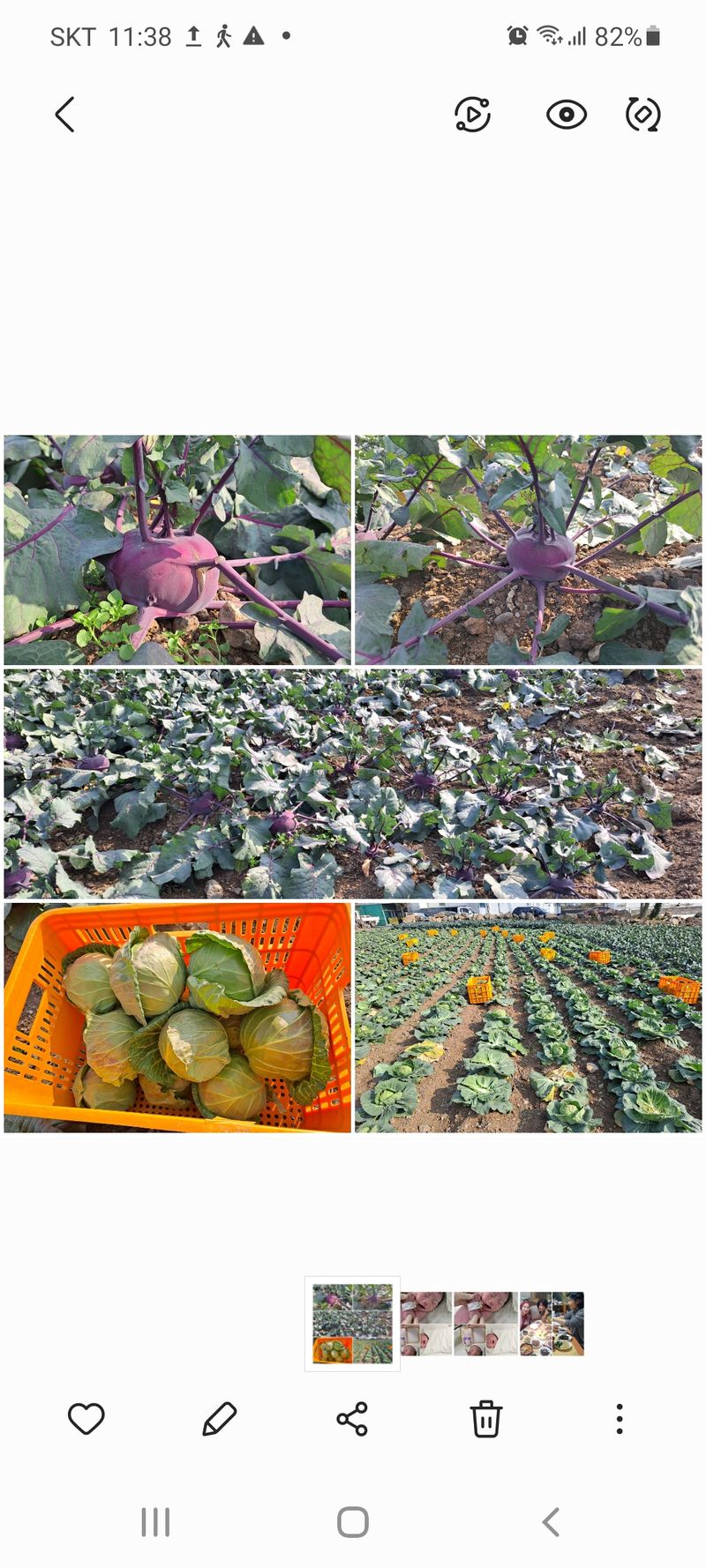 장터 상품 [콜라비 10kg] 썸네일