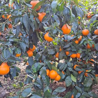 한라봉님의 귤 · 일상 작성글 사진