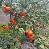 팜모닝 귤·일상 게시글 이미지