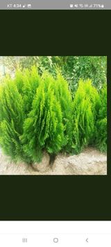 팜모닝 기타작물·자유게시판 게시글 이미지