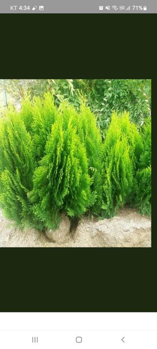 나무 천재님의 기타작물 · 자유게시판 작성글 사진