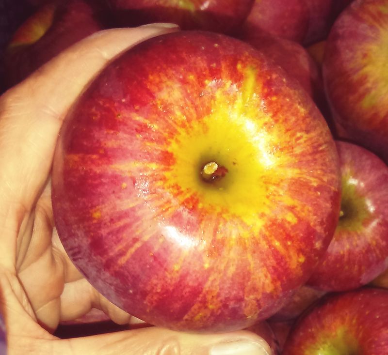 이윤동님의 장터 판매 상품 [새콤달콤 찐한맛부사 미얀마 설선물용, 쥬스용 10k] 첨부 사진