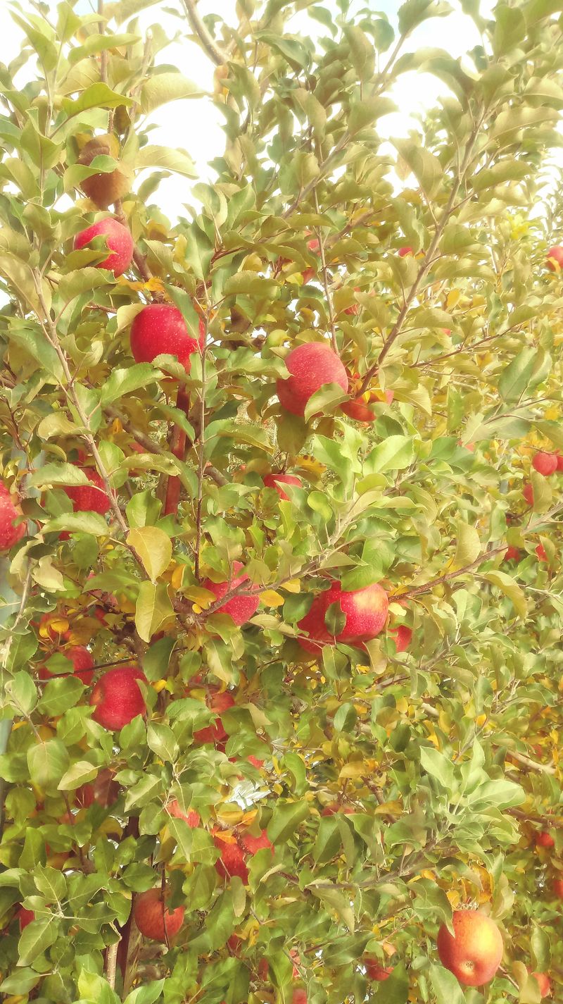 이윤동님의 장터 판매 상품 [새콤달콤 찐한맛부사 미얀마 설선물용, 쥬스용 10k] 첨부 사진