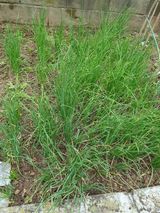 팜모닝 파·병해충상담 게시글 이미지