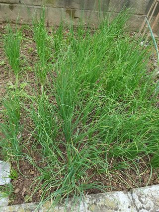 난길님의 파 · 병해충상담 작성글 사진