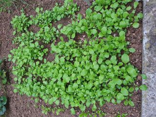 난길님의 파 · 병해충상담 작성글 사진