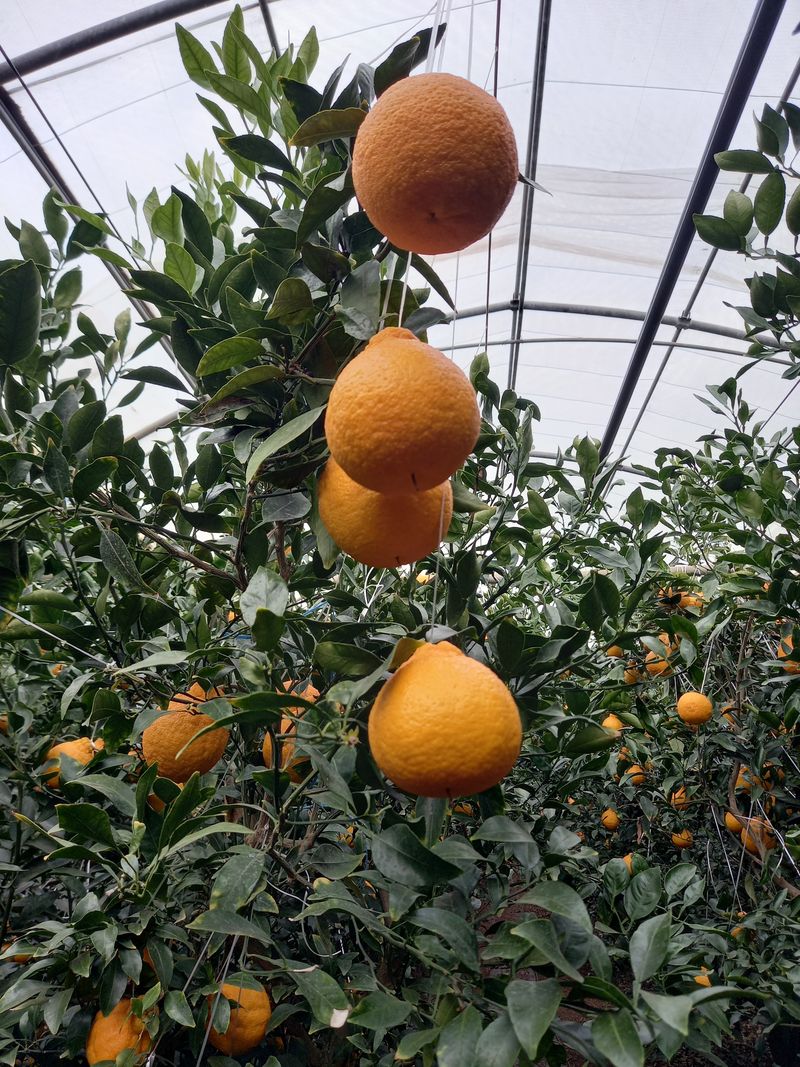 장터 상품 [선물용 5키로 ] 썸네일