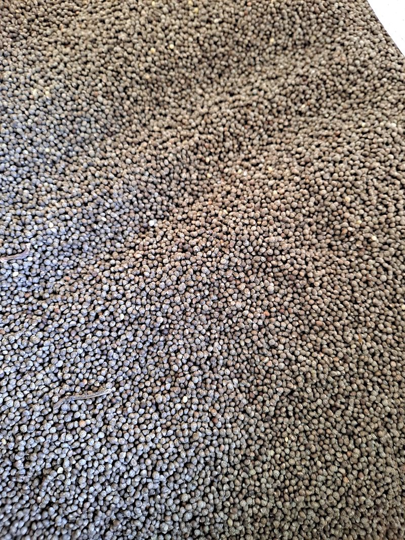 장터 상품 [들깨 1kg] 썸네일