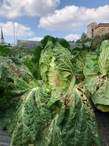 팜모닝 배추·병해충상담 게시글 이미지