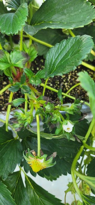 박서영님의 딸기 · 병해충상담 작성글 사진