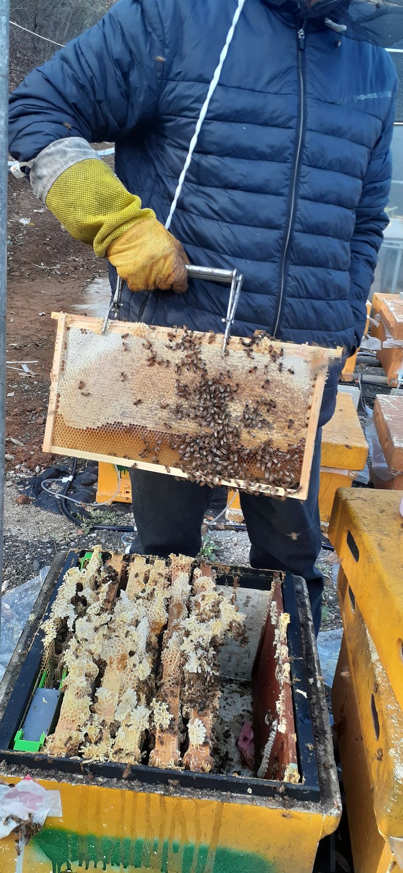 장터 상품 [아카시꿀  헛개굴 ㆍ옷꿀ㆍ자연사양꿀2.4키로] 썸네일