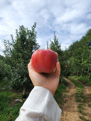 호랑이와인성이님의 사과 · 저장•가공 작성글 사진
