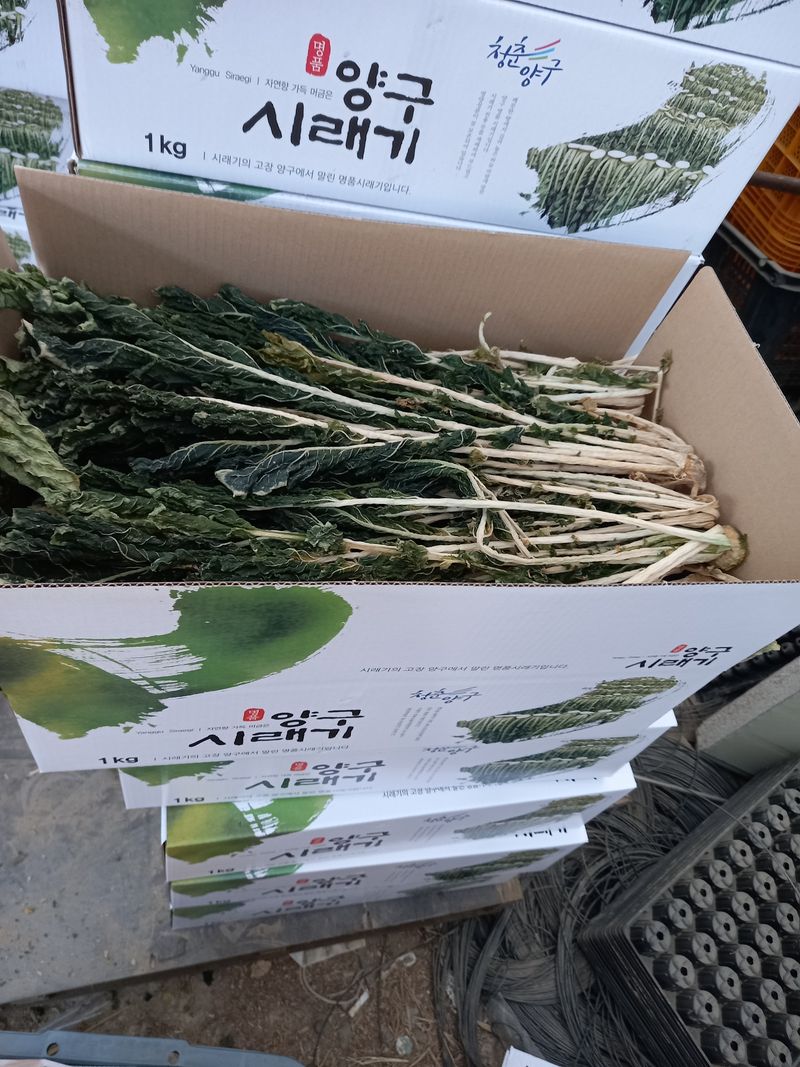 장터 상품 [양구시레기 판매함니다.직접농사하여.1키로택배비포함14.000원] 썸네일