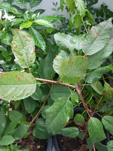 팜모닝 기타작물·병해충상담 게시글 이미지