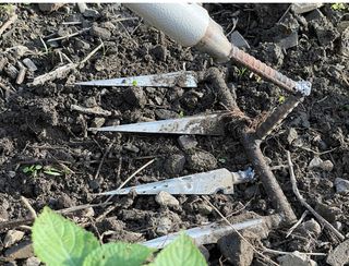 미래의 의사는 농부님의 들깨 · 자유게시판 작성글 사진