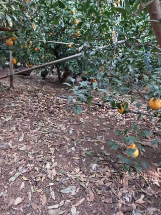 부금리(금강농원)님의 귤 · 일상 작성글 사진