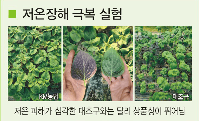 토리팜님의 장터 판매 상품 [자가 미생물 제제(1박스 7개입)] 첨부 사진