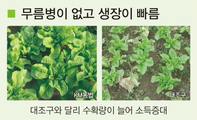 토리팜님의 장터 판매 상품 [자가 미생물 제제(1박스 7개입)] 첨부 사진