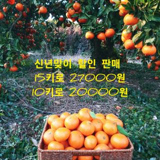 대정골귤꽃농원님의 작성글 사진