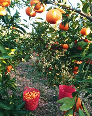 대정골귤꽃농원님의 작성글 사진