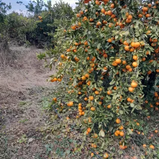 대정골귤꽃농원님의 작성글 사진